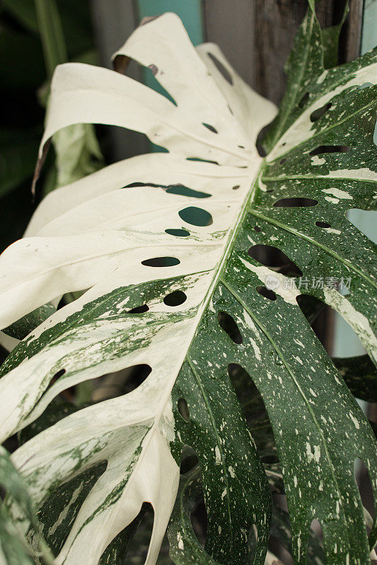 巨大的白色杂色Monstera Deliciosa植物“泰国星座”在明亮的佛罗里达阳光